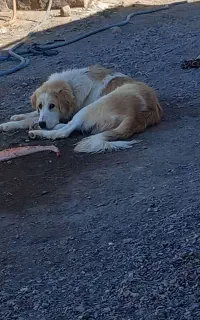 سگ  نگهبان