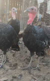 بوقلمون