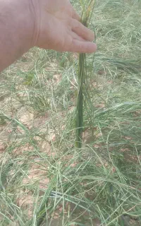 کاه فروشی