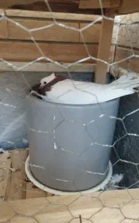 طوقی نر تیکه پاره