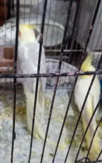 یک جفت عروس هلندی