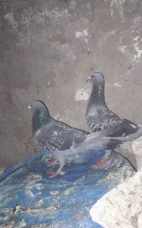 مجسمه  نرو ماده