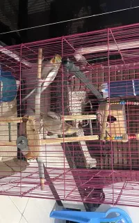 عروس هلندی از نژاد برتر نر و ماده تخم هم می‌کنند