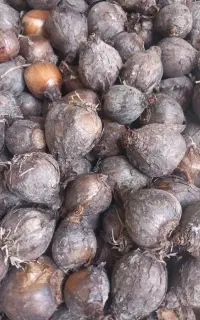 پیاز گل نرگس شهلا