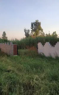 زمین باغی