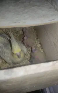 جوجه عروس هلندی