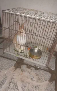 خرگوش ماده