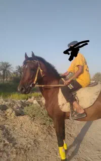 اسب