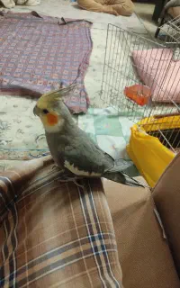عروس هلندی