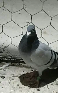 نروماده سبز پلاکی