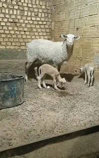 میش دوقلوزا لاروف،لاکن رومانف