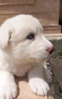 سگ هاسکی