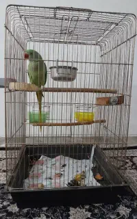 قفس بزرگ