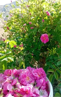گل محمدی