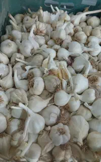سیر