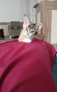 گربه