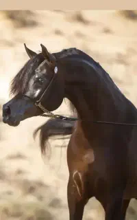 نریان دو سر وارداتی یک ساله زیبایی