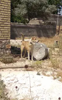 سگ قوی ودرشت هیکل