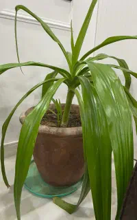 گل موزی