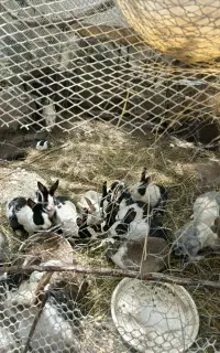 خرگوش کوچک