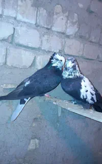 شازده