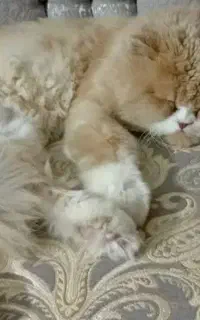 گربه پرشین نر ، کاراملی