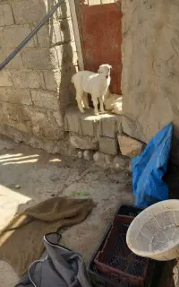 ۲۰عدت