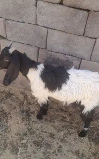 کره نر