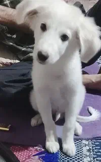 سگ چهارما هه نژاد خارجی کوچک خیلی باهوش بازیگوش