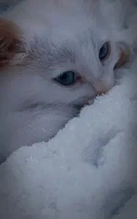 بچه گربه