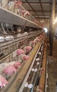قفس مرغ تخم گذار