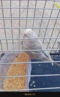 مرغ عشق