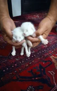 گربه