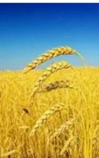 فروش حدودا 20تن گندم ابی