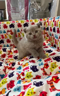 بریتیش بلو ،اسکاتیش لیلاک،بریتیش گلد