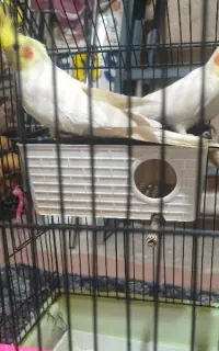 عروس هلندی مولد