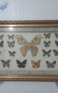 تابلو پروانه