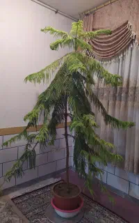 گل کاج مطبق