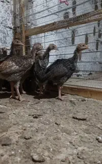 بوقلمون برنز ۴۵ روزه
