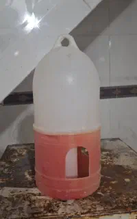 ابخوری و دونه خوری کبوتر