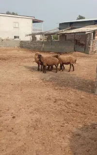 فرشی