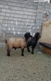 دو عددقوچ لری بختیاری اصیل