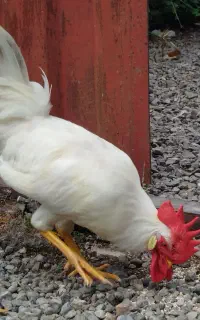 خروس سفید خوش هیکل