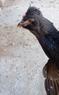 مرغ و خروس لری گلین