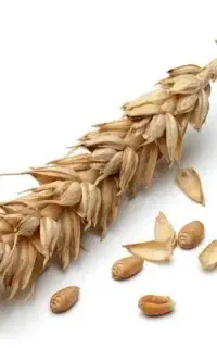 فروش گندم