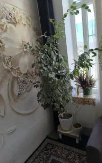 بنجامین