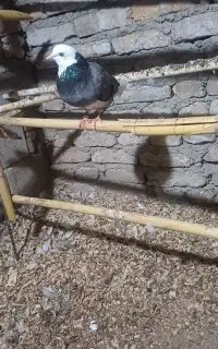 کبوتر غریب ماده ۱۸۰ تومان