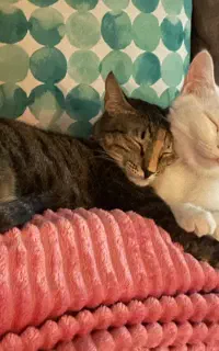 واگذاری گربه