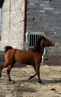 اسب عرب یکسر