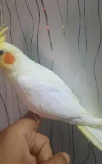 ساعت عروس هلندی